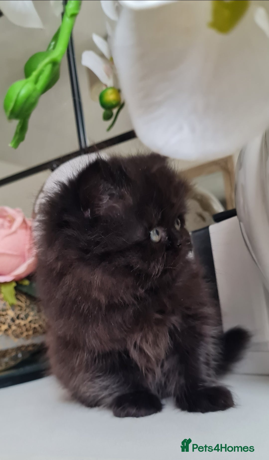Persian cats for sale: Beautiful persian kittens  - Image 38