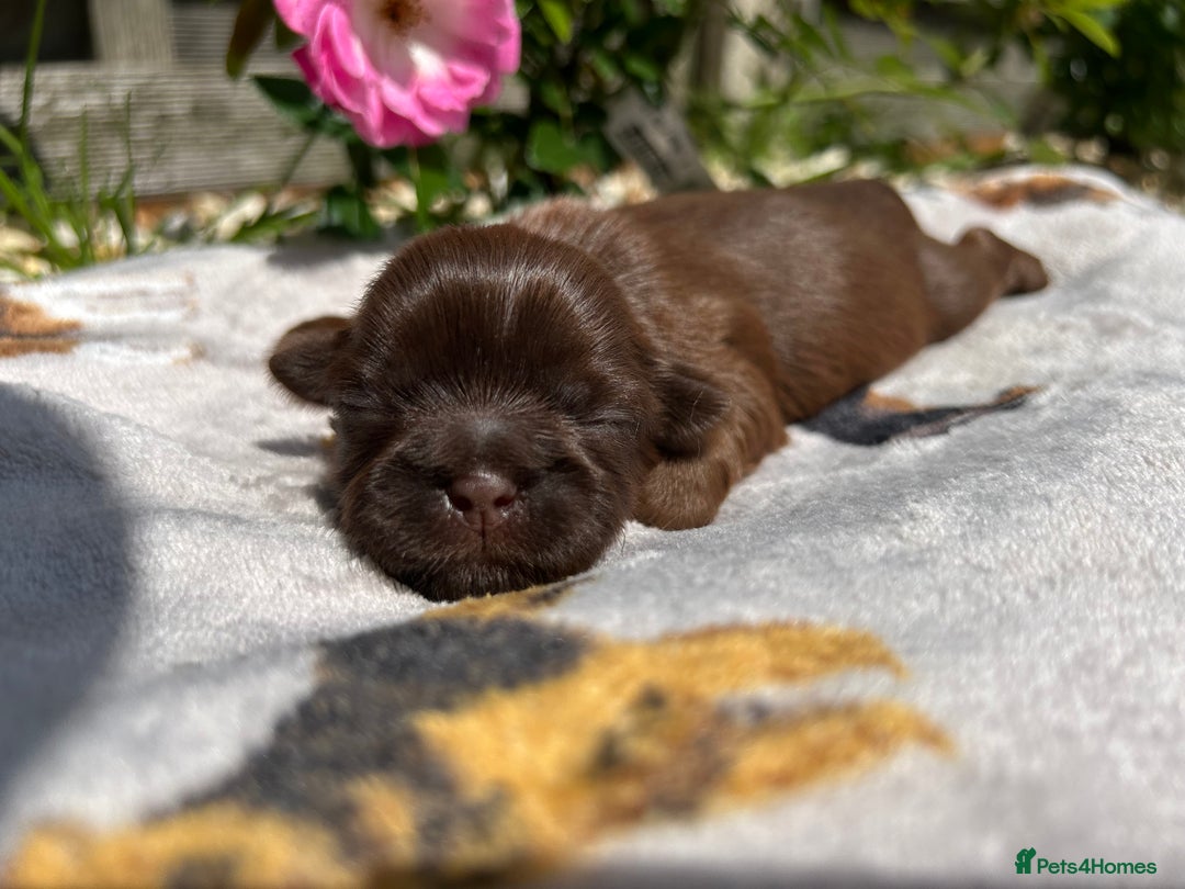 Shih Tzu dogs for sale: KC reg, 2 left! Potential blondes in Tamworth - Image 22