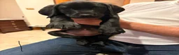 Labrador Retriever dogs for sale: Stunning KC Black Labrador Puppies- 2 boys/1 girl  in Sherborne - Advert 5