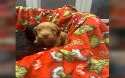 Cockapoo dogs for sale: F1 cockapoo puppies  - Image 6