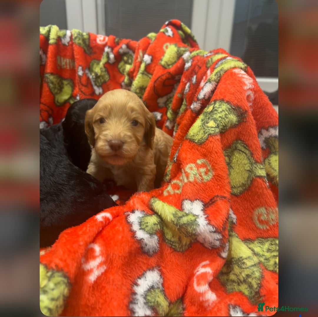 Cockapoo dogs for sale: F1 cockapoo puppies  - Image 6