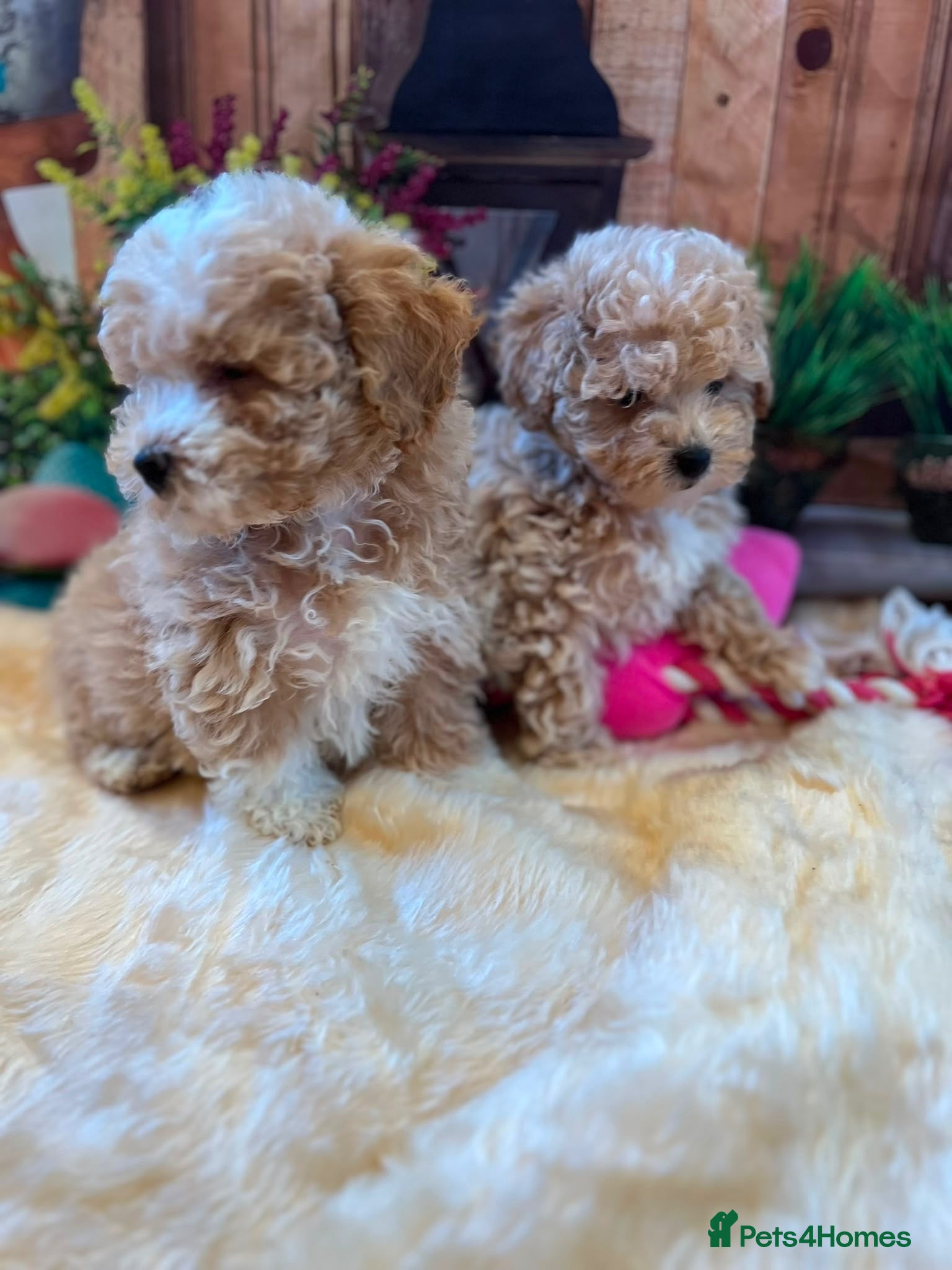 Maltipoo dogs Beautiful maltipoo puppies - Advert 16