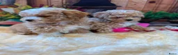 Maltipoo dogs for sale: Beautiful maltipoo puppies - Advert 1