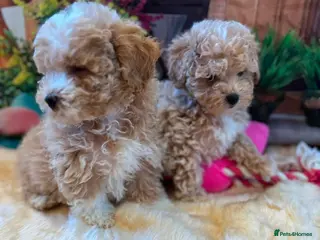 Maltipoo dogs Beautiful maltipoo puppies - Advert 6