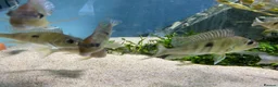 Other/Mixed Breed fish for sale: Geophagus red head tapajos  - Advert 6