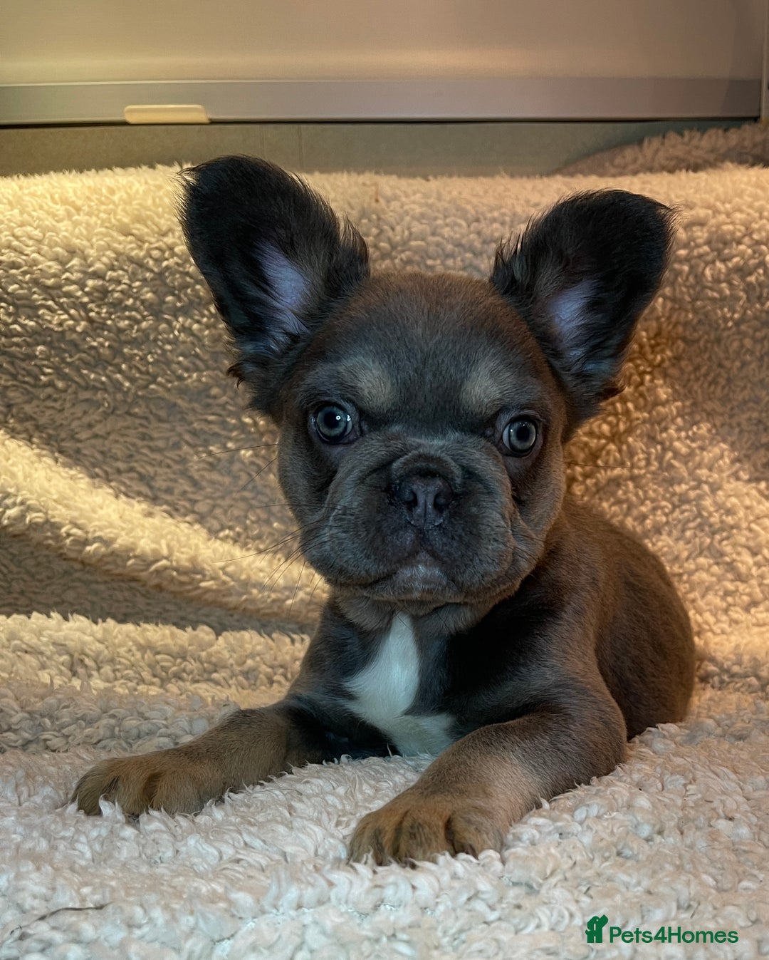 French Bulldog dogs for sale: Beautiful Fluffy Frenchie Pups - Advert 2