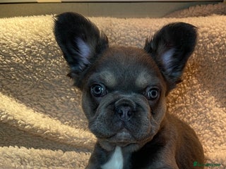 French Bulldog dogs Beautiful Fluffy Frenchie Pups - Advert 17