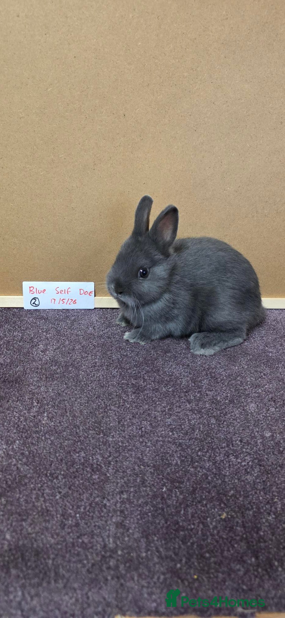 Netherland Dwarf rabbits Netherland dwarfs ready for new homes - Advert 10