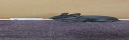 Netherland Dwarf rabbits for sale: Netherland dwarfs ready for new homes - Advert 2