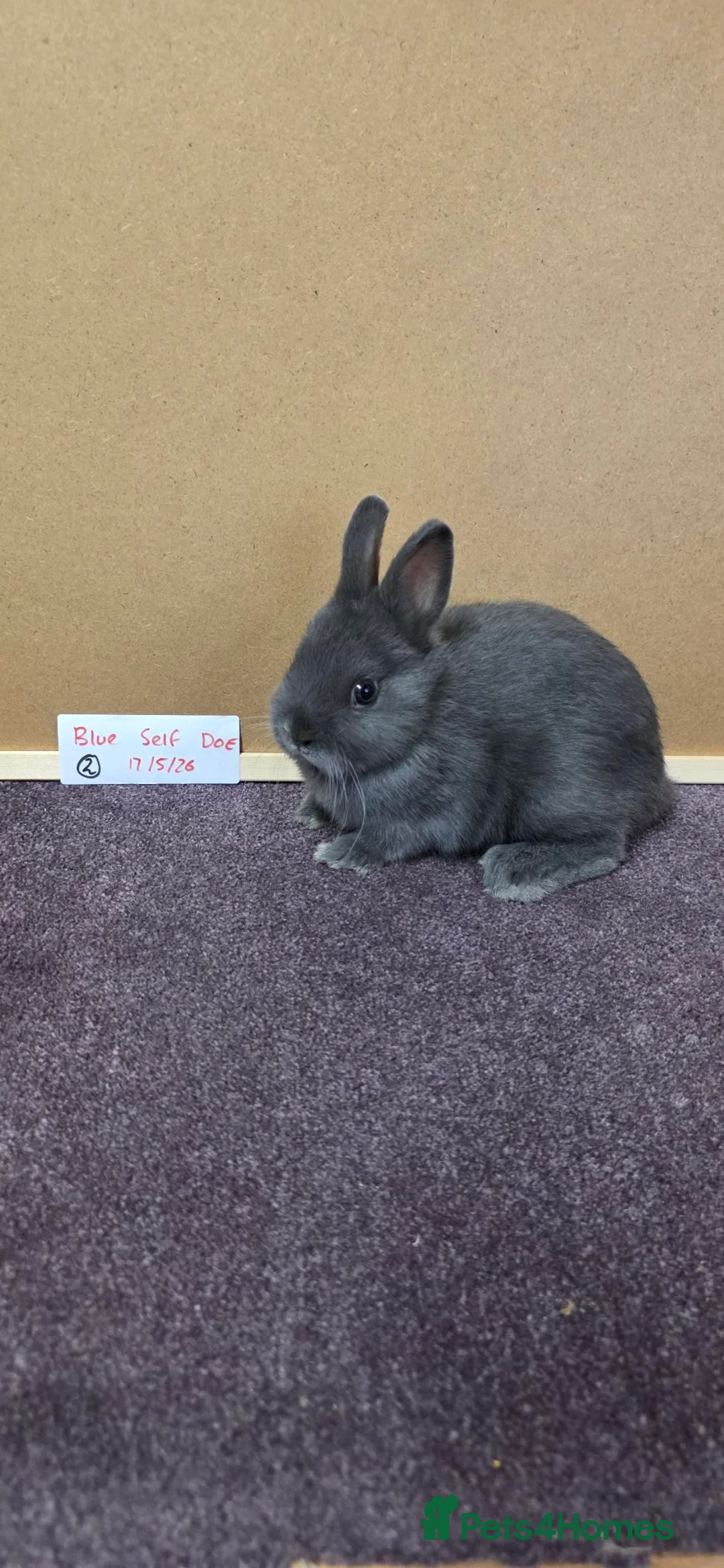 Netherland Dwarf rabbits for sale: Netherland dwarfs ready for new homes - Advert 2
