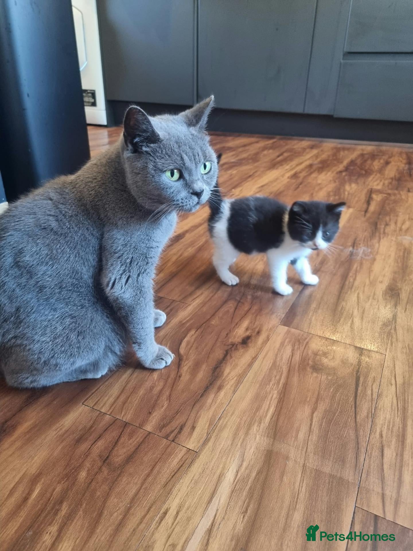 British Shorthair cats Adorable British Shorthair Cross Kittens - Advert 1