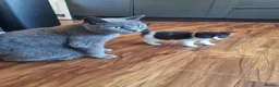 British Shorthair cats for sale: Adorable British Shorthair Cross Kittens - Advert 1