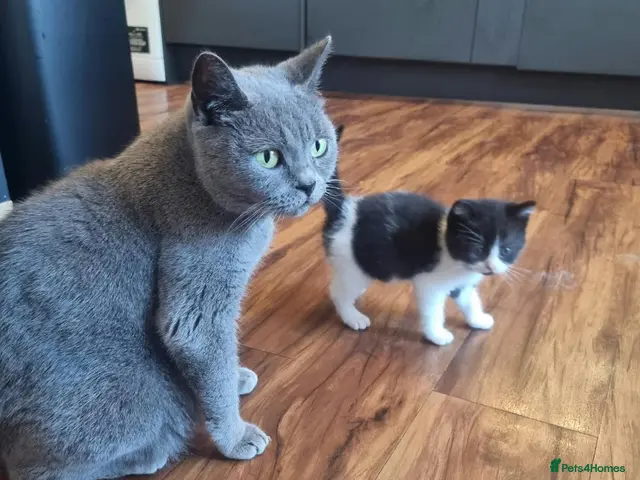British Shorthair cats Adorable British Shorthair Cross Kittens - Advert 18