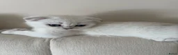 Scottish Fold cats for sale: Silver chinchilla Scottish folds  - Advert 15