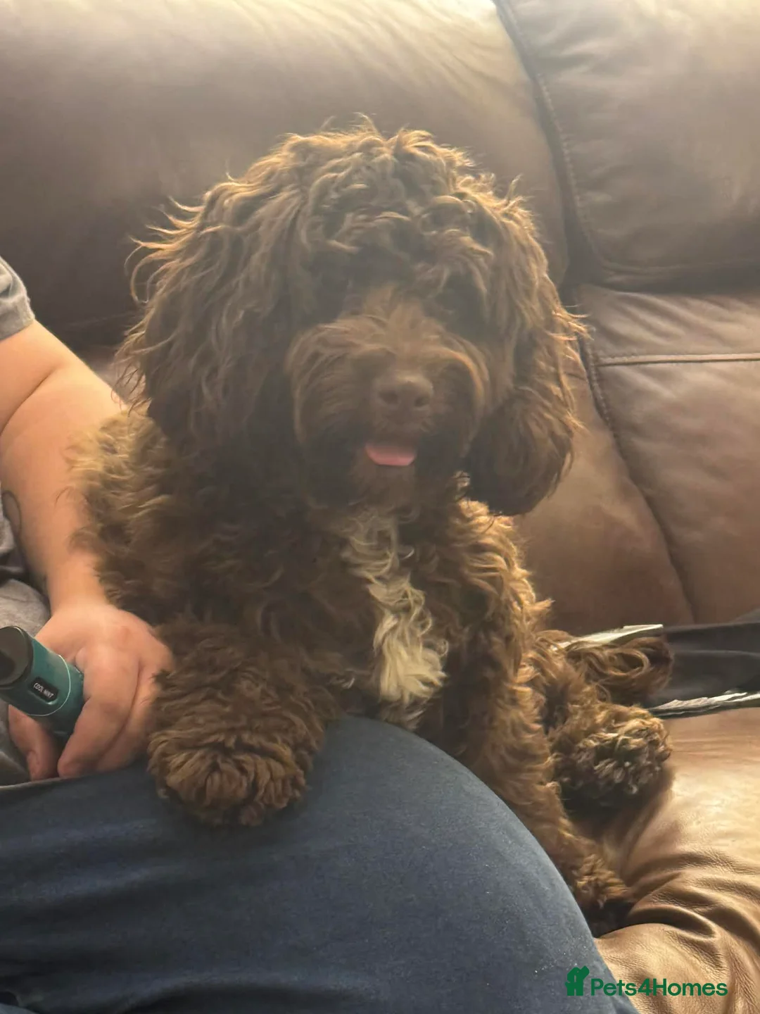 Cockapoo dogs for sale: Beautiful cockapoos - Advert 2