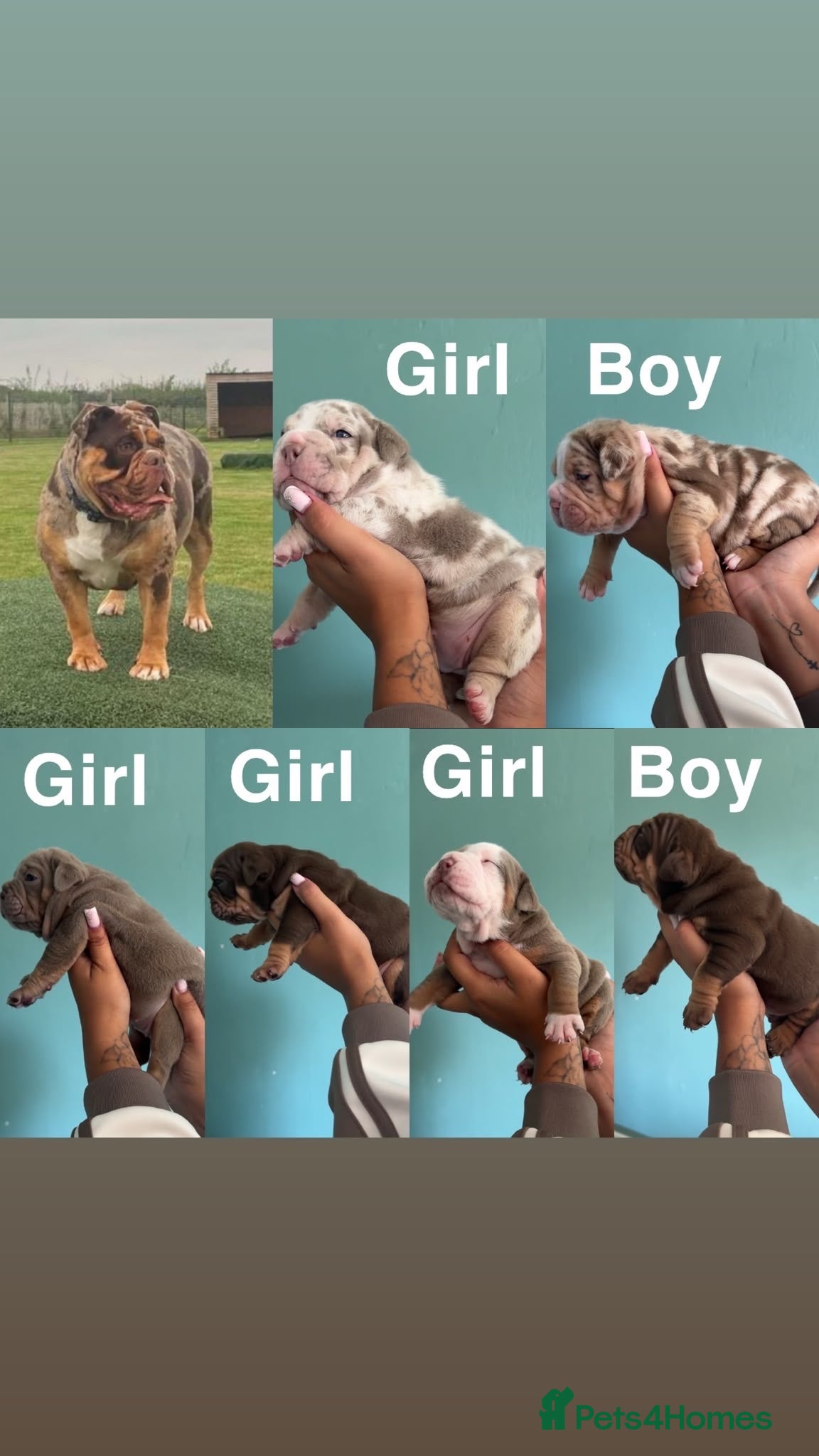 Olde English Bulldogge dogs Old English bulldogs  - Advert 1