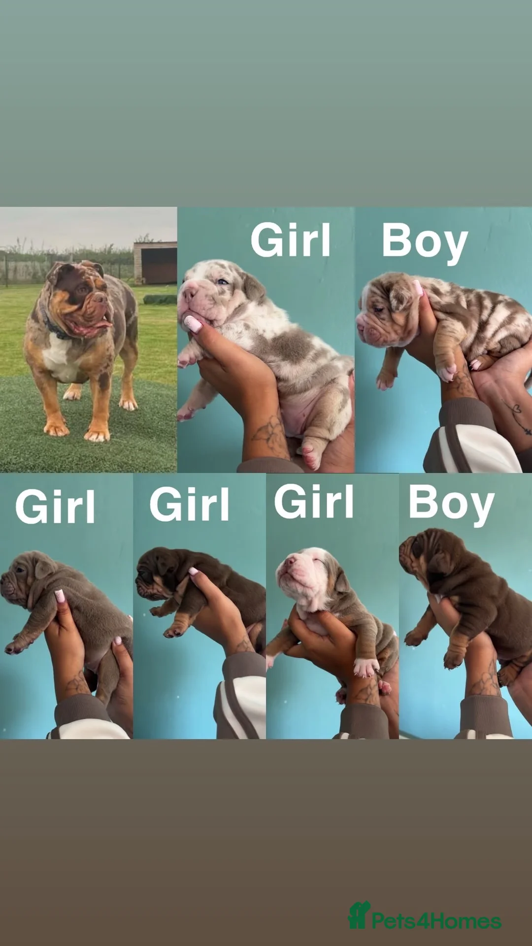 Olde English Bulldogge dogs for sale: Old English bulldogs  in Milton Keynes - Advert 1