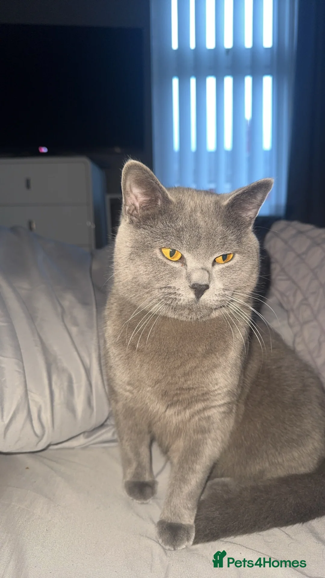 British Shorthair cats for sale: archie in Blackpool - Advert 4