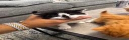 Mixed Breed cats for sale: Extreme fluffy chubby kittens  in London - Advert 28