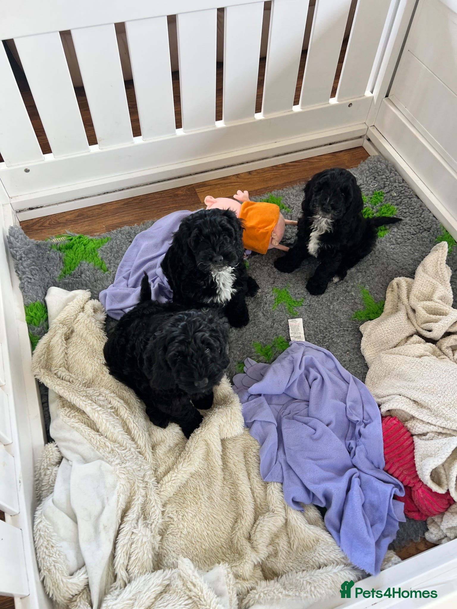 Cockapoo dogs Beautiful f1 Cockapoo puppies  - Advert 1