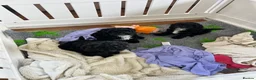 Cockapoo dogs for sale: Beautiful f1 Cockapoo puppies  - Advert 2