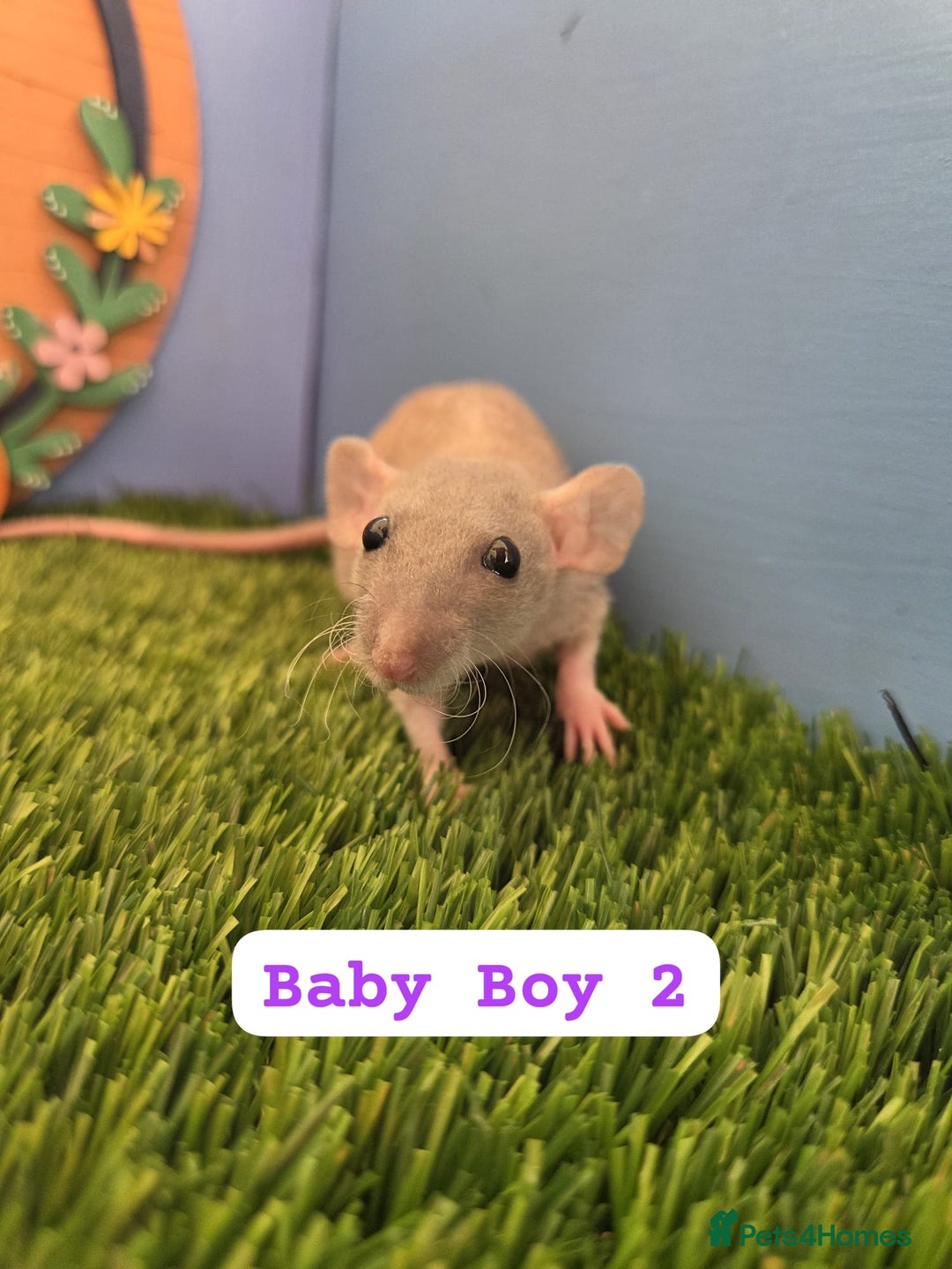 Rat rodents for sale: Hairless Dwarf Baby Rats Boys Males Trio  - Advert 5