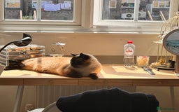 Siamese cats for sale: oft and Sweet cat to adoption for £0 - Image 4