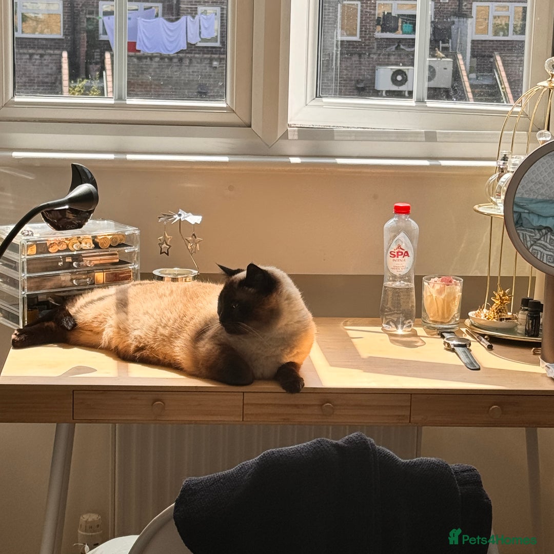 Siamese cats for sale: oft and Sweet cat to adoption for £0 - Image 4