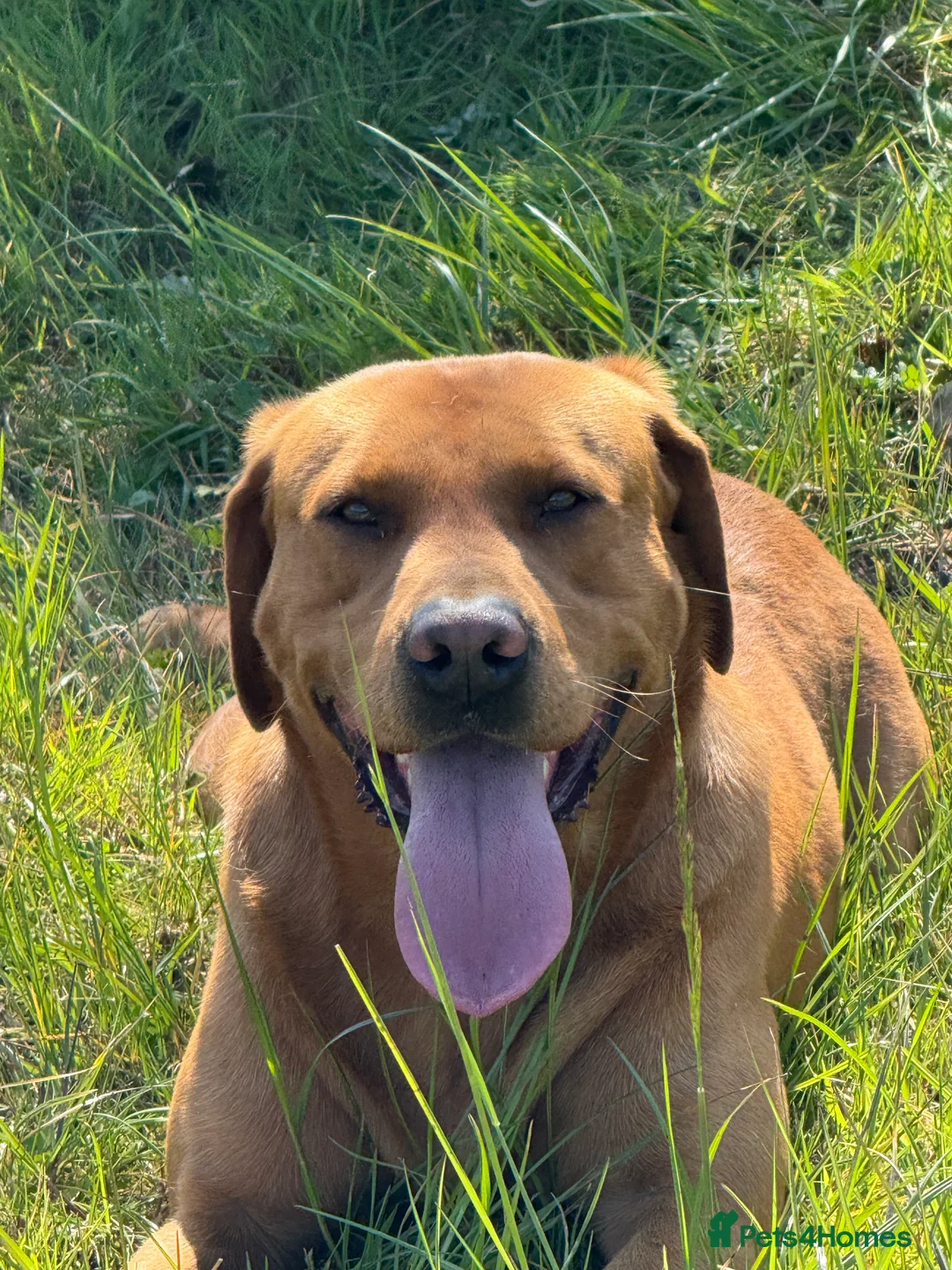 Labrador Retriever dogs for stud: Extensively Health Tested  Fox Red Labrador Stud in Totnes - Advert 10