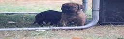 Presa Canario dogs for sale: World class presa canarios  - Advert 21