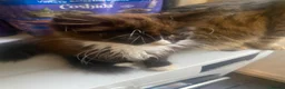 Mixed Breed cats for sale: Kittens - Advert 2