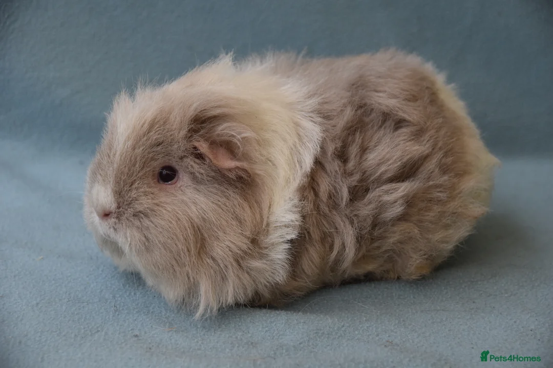 Guinea Pig rodents for sale: Longhared guinea pigs sows (2-3.5 years old) - Advert 15