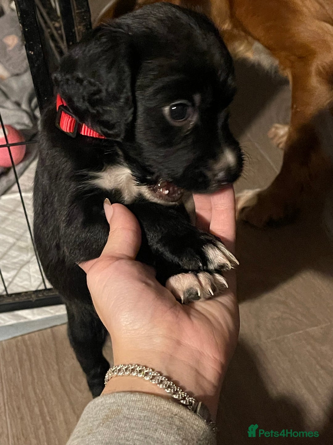 Mixed Breed dogs for sale: Sprocker x pups - Advert 3