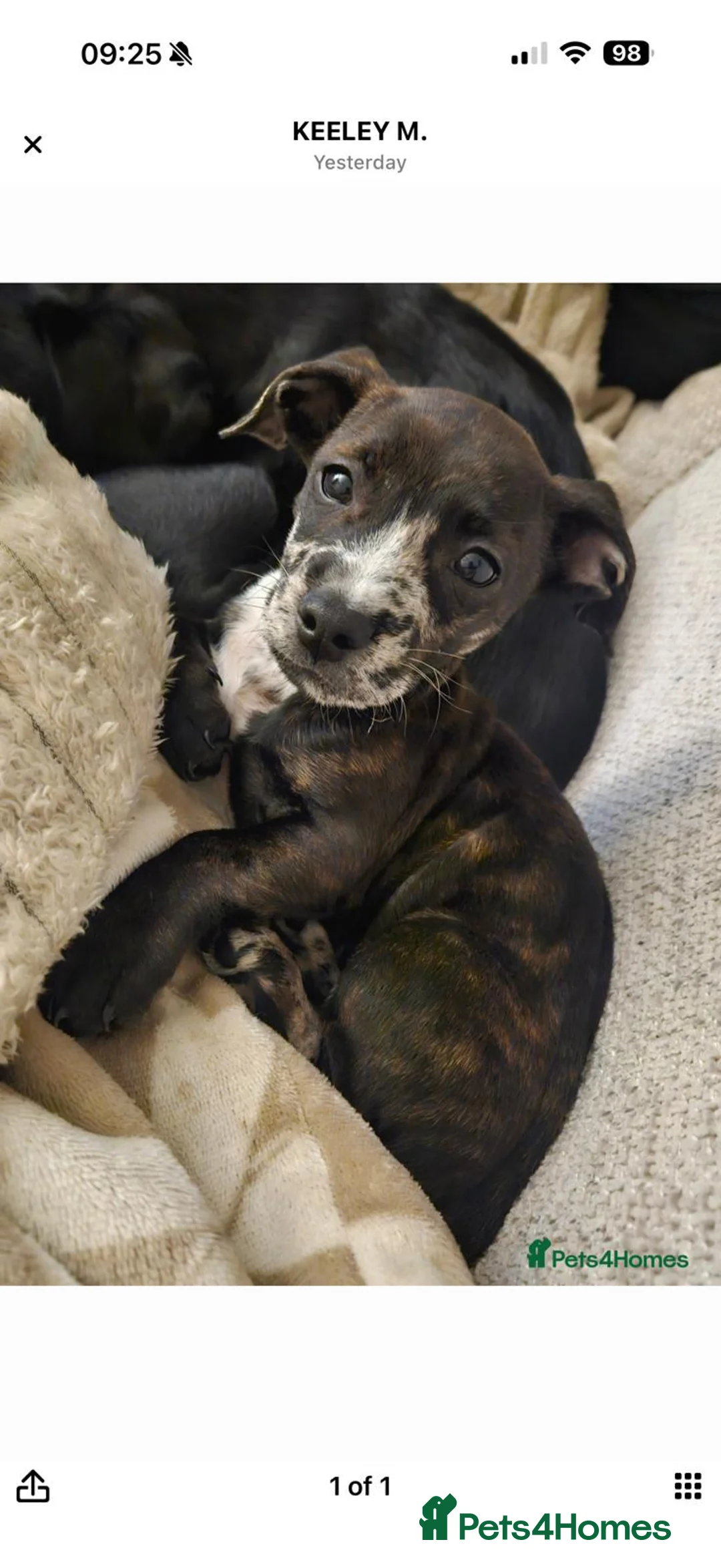 Mixed Breed dogs for sale: French Wheener - Advert 1