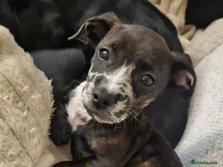 Mixed Breed dogs French Wheener - Advert 1