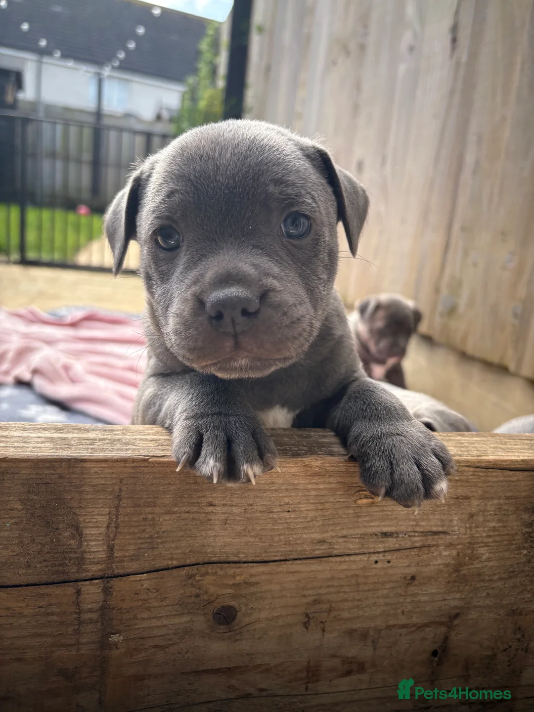 Staffordshire Bull Terrier dogs for sale: Beautiful Staffy Puppies – Ready Soon in Yeovil - Advert 2