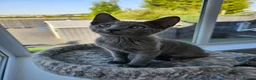 Russian Blue cats for sale: GCCF Registered Russian Blue Kittens - Advert 3