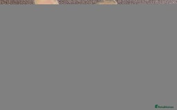 French Bulldog dogs for sale: Merle lilac & tan french bulldog puppy - Image 2