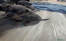 Mixed Breed dogs for sale: French- wieners ❤️ - Image 10