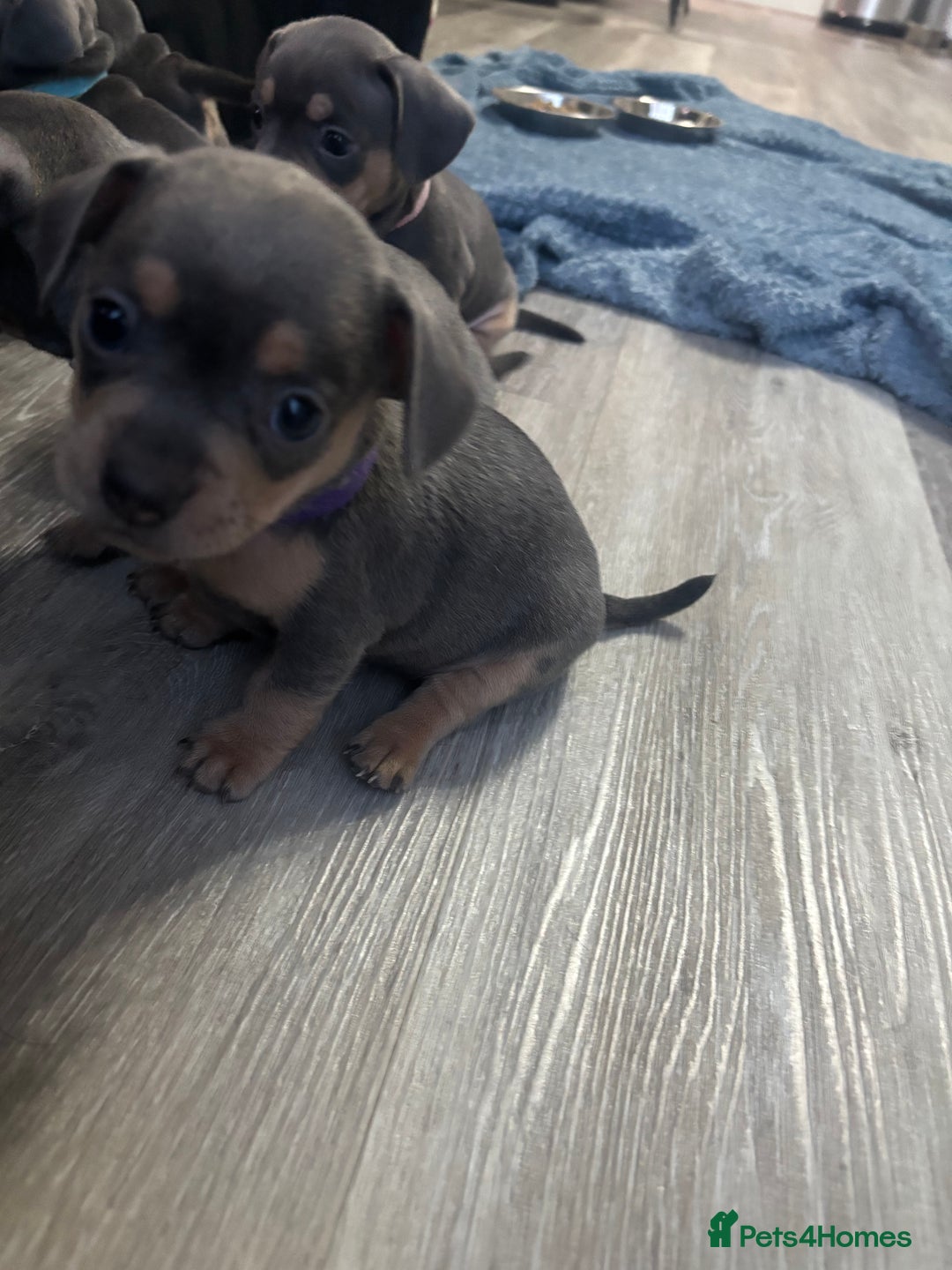Mixed Breed dogs for sale: French- wieners ❤️ - Image 10