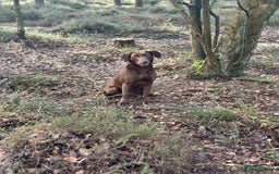 Labrador Retriever dogs for sale: 2 Year Old Chocolate Labrador Bitch - Image 2