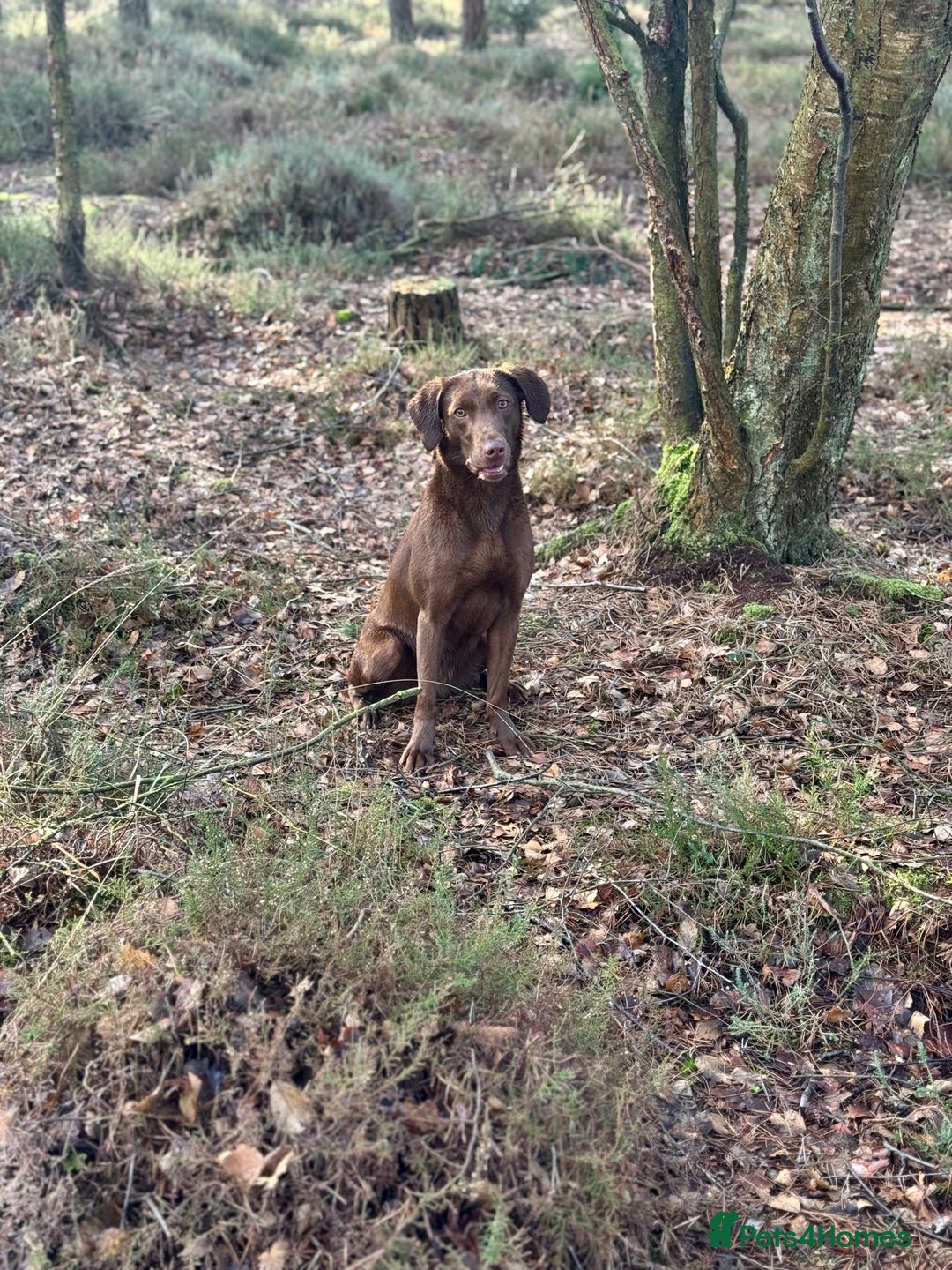 Labrador Retriever dogs for sale: 2 Year Old Chocolate Labrador Bitch - Image 2