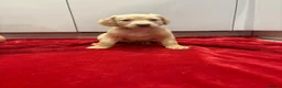 Mixed Breed dogs for sale: golden cocker retriever  - Advert 23