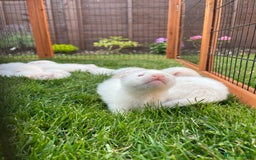 Ferret rodents for sale: Albino kits for sale  - Image 7