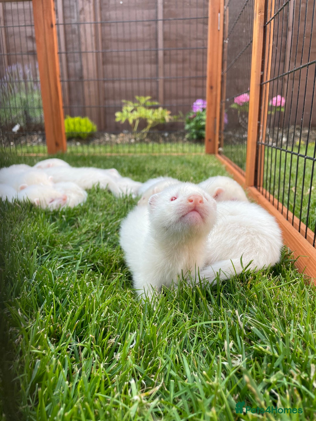 Ferret rodents for sale: Albino kits for sale  - Image 7