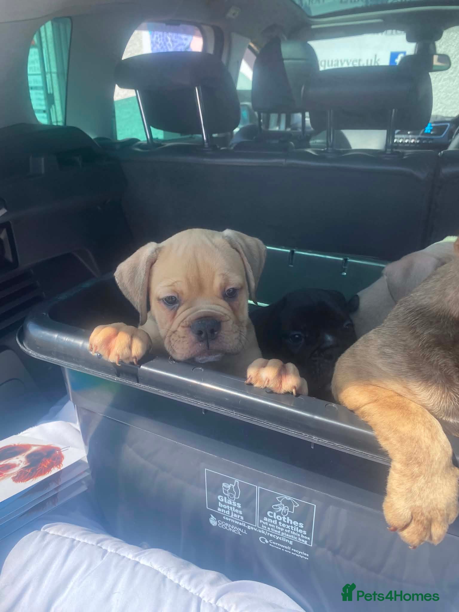 Olde English Bulldogge dogs Only two boys remaining 5star pups  ⭐️⭐️⭐️⭐️ - Advert 2