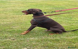 Dobermann dogs for stud: PROVEN SIRE, SON OF COME AS YOU ARE I-REX(Imp Scg) in Leeds - Image 10
