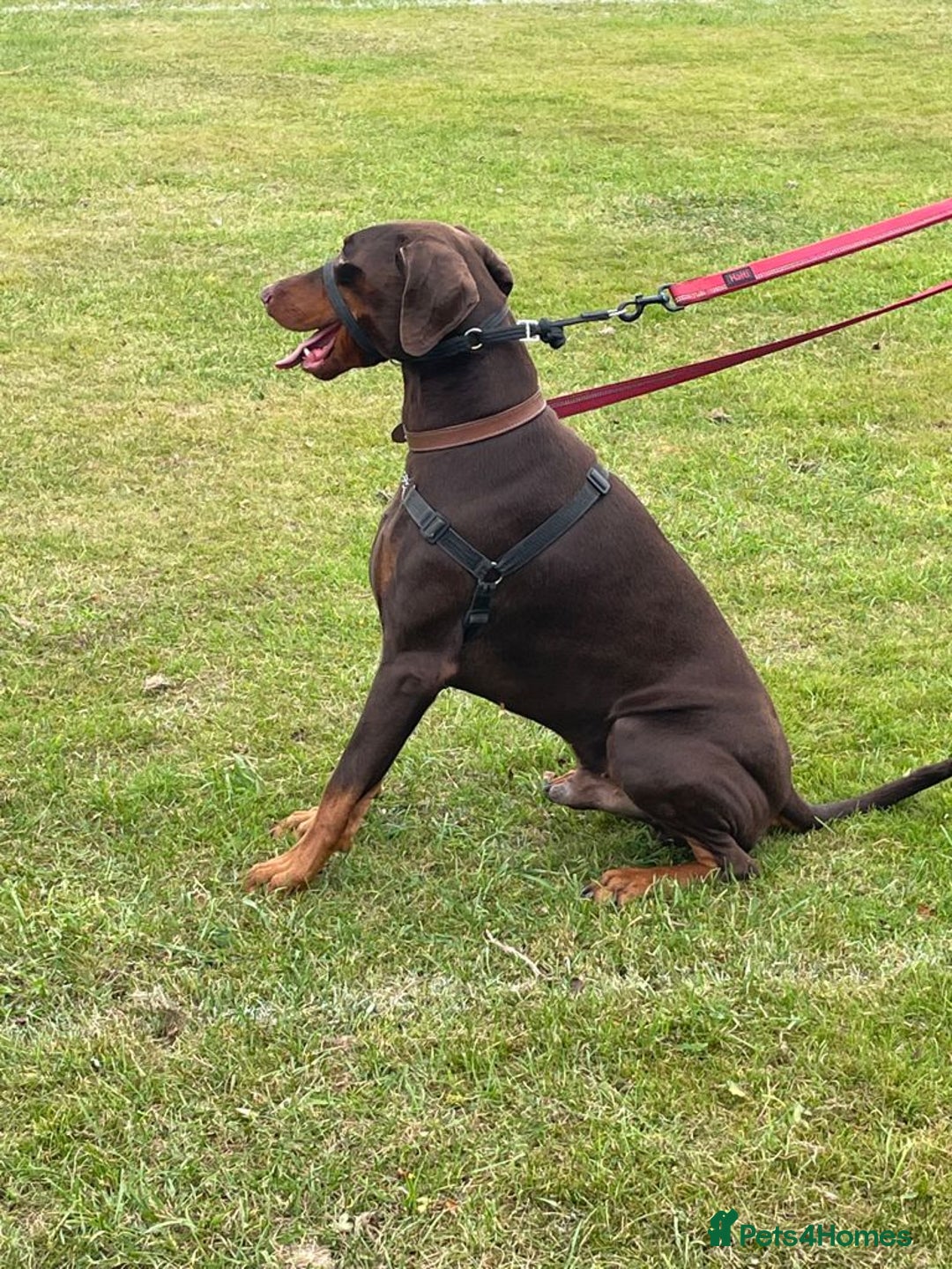 Dobermann dogs for stud: PROVEN SIRE, SON OF COME AS YOU ARE I-REX(Imp Scg) in Leeds - Image 10