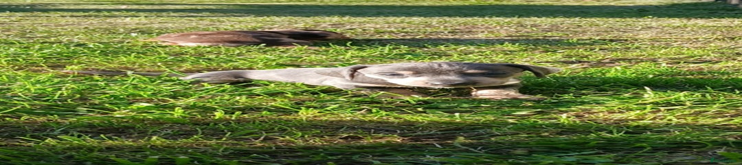 Miniature Dachshund Puppy 6