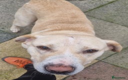 Mixed Breed dogs for adoption: Meet Gary – The Big, Gentle Goofball  - Image 3